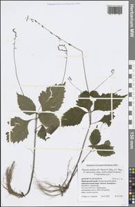 Phryma leptostachya L., Siberia, Russian Far East (S6) (Russia)