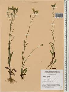Crepis tectorum L., Eastern Europe, Central forest-and-steppe region (E6) (Russia)