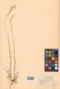 Poa palustris L., Siberia, Russian Far East (S6) (Russia)