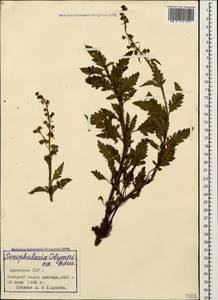 Scrophularia olympica Boiss., Caucasus, Armenia (K5) (Armenia)