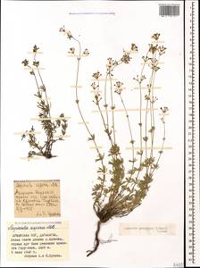 Asperula prostrata (Adams) K.Koch, Caucasus, Armenia (K5) (Armenia)