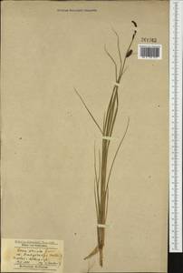 Carex elata All., Western Europe (EUR) (Poland)