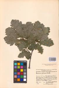 Quercus petraea (Matt.) Liebl., Eastern Europe, Moldova (E13a) (Moldova)