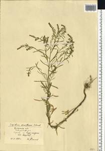 Lepidium densiflorum Schrad., Eastern Europe, Western region (E3) (Russia)