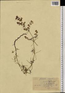Galium verum subsp. verum, Siberia, Central Siberia (S3) (Russia)