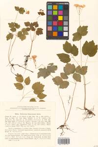 Thalictrum filamentosum Maxim., Siberia, Russian Far East (S6) (Russia)