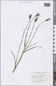 Scorzonera purpurea L., Eastern Europe, Middle Volga region (E8) (Russia)