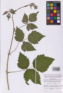 Rubus caesius L., Eastern Europe, Moscow region (E4a) (Russia)