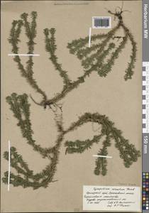 Huperzia serrata (Thunb.) Trevis., Siberia, Russian Far East (S6) (Russia)