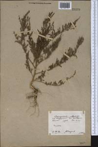 Chenopodium album L., Middle Asia, Northern & Central Kazakhstan (M10) (Kazakhstan)