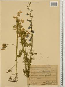 Delphinium ajacis L., Caucasus (no precise locality) (K0)