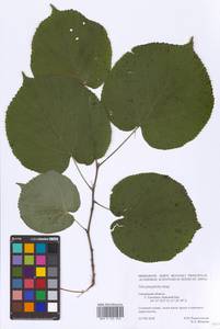 Tilia platyphyllos Scop., Eastern Europe, Western region (E3) (Russia)