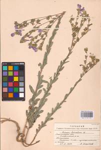 Linum hirsutum L., Eastern Europe, South Ukrainian region (E12) (Ukraine)