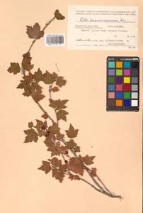 Ribes maximoviczianum Kom., Siberia, Russian Far East (S6) (Russia)