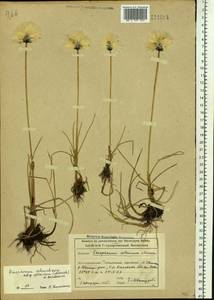 Eriophorum scheuchzeri Hoppe, Siberia, Altai & Sayany Mountains (S2) (Russia)