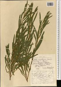 Salix miyabeana Seemen, Mongolia (MONG) (Mongolia)