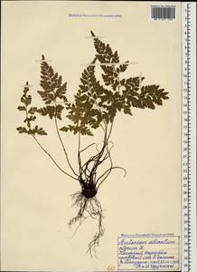 Asplenium adiantum-nigrum L., Caucasus, Azerbaijan (K6) (Azerbaijan)