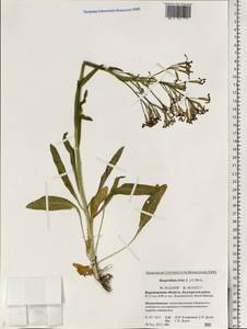 Hesperis tristis L., Eastern Europe, Central forest-and-steppe region (E6) (Russia)