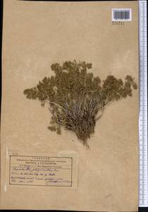 Lagochilus platyacanthus Rupr., Middle Asia, Western Tian Shan & Karatau (M3)