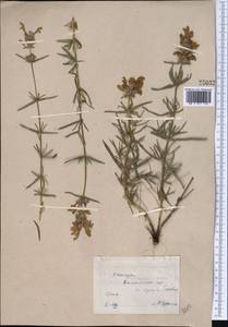 Dracocephalum ruyschiana L., Middle Asia, Northern & Central Kazakhstan (M10) (Kazakhstan)
