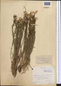 Linum heterosepalum, Middle Asia, Western Tian Shan & Karatau (M3) (Kazakhstan)
