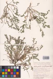 Astragalus rupifragus Pall., Eastern Europe, Lower Volga region (E9) (Russia)