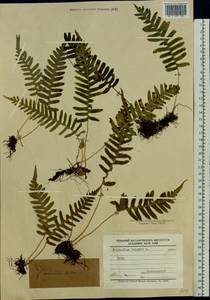 Polypodium vulgare L., Eastern Europe, North Ukrainian region (E11) (Ukraine)