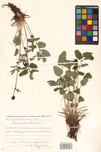 Sanguisorba officinalis L., Siberia, Chukotka & Kamchatka (S7) (Russia)