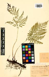 Diplazium sibiricum (Turcz. ex Kunze) Sa.Kurata, Siberia, Baikal & Transbaikal region (S4) (Russia)