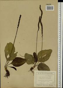 Plantago cornuti Gouan, Eastern Europe, Rostov Oblast (E12a) (Russia)