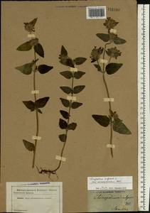 Clinopodium vulgare L., Eastern Europe, Central forest region (E5) (Russia)