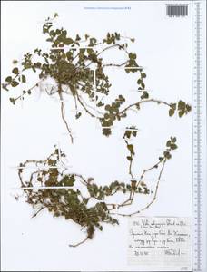 Viola abyssinica Steud. ex Oliv., Africa (AFR) (Ethiopia)