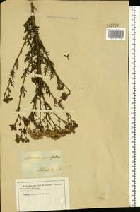 Jacobaea erucifolia subsp. erucifolia, Eastern Europe, South Ukrainian region (E12) (Ukraine)