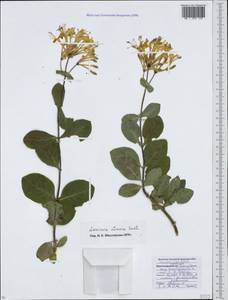 Lonicera etrusca Santi, Caucasus, Krasnodar Krai & Adygea (K1a) (Russia)