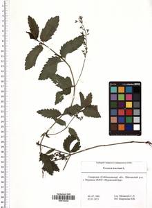 Veronica teucrium L., Eastern Europe, Middle Volga region (E8) (Russia)