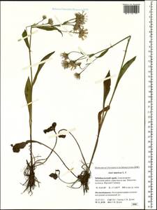 Aster tataricus L. fil., Siberia, Baikal & Transbaikal region (S4) (Russia)