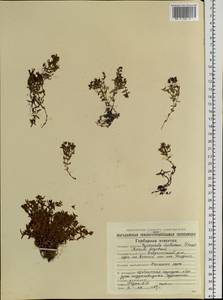 Heterochroa violacea (Ledeb.) Walp., Siberia, Chukotka & Kamchatka (S7) (Russia)
