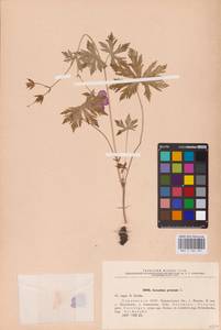 Geranium pratense L., Eastern Europe, North Ukrainian region (E11) (Ukraine)