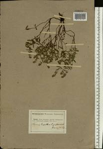 Thymus pannonicus All., Eastern Europe, Lower Volga region (E9) (Russia)