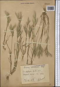 Bromus lanceolatus Roth, Middle Asia, Syr-Darian deserts & Kyzylkum (M7) (Uzbekistan)