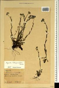 Myosotis lithospermifolia (Willd.) Hornem., Crimea (KRYM) (Russia)