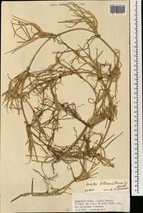 Spinifex littoreus (Burm.f.) Merr., South Asia, South Asia (Asia outside ex-Soviet states and Mongolia) (ASIA) (British Indian Ocean Territory)