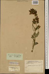Campanula sibirica subsp. elatior (Fomin) Fed., Caucasus, Krasnodar Krai & Adygea (K1a) (Russia)