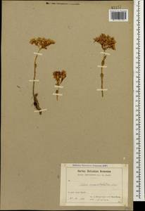 Phedimus spurius subsp. oppositifolius (Sims) L. Gallo, Caucasus, Armenia (K5) (Armenia)