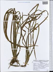 Sparganium longifolium Turcz. ex Ledeb., Eastern Europe, North-Western region (E2) (Russia)