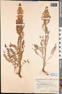 Pedicularis kaufmannii Pinzger, Eastern Europe, North Ukrainian region (E11) (Ukraine)
