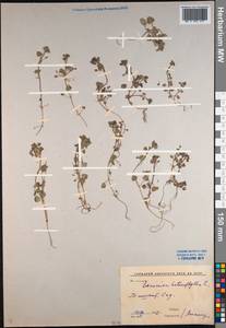 Veronica hederifolia L., Middle Asia, Syr-Darian deserts & Kyzylkum (M7) (Uzbekistan)