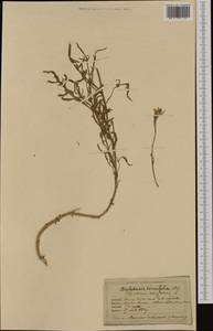 Diplotaxis tenuifolia (L.) DC., Western Europe (EUR) (France)