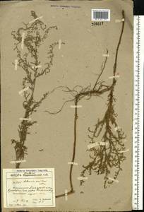 Artemisia maritima L., Eastern Europe, South Ukrainian region (E12) (Ukraine)