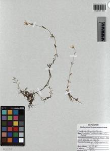 KUZ 004 358, Dichodon cerastoides (L.) Rchb., Siberia, Altai & Sayany Mountains (S2) (Russia)